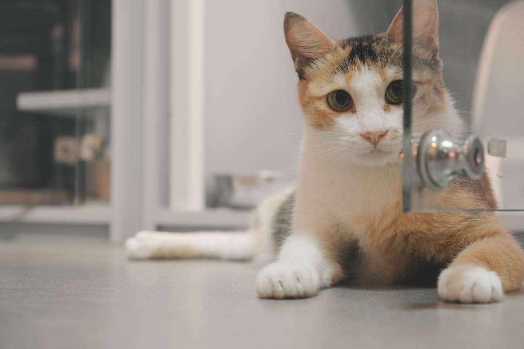 Pet Doors